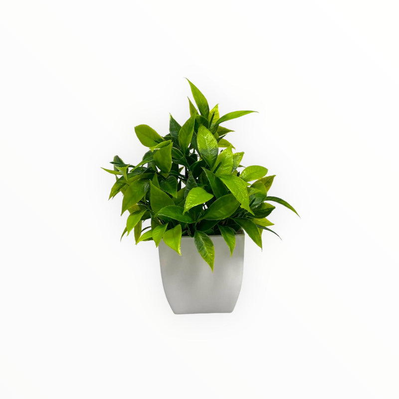 Plantas Artificiales Decorativas - Tamaño Pequeño / Tiesto Plástico