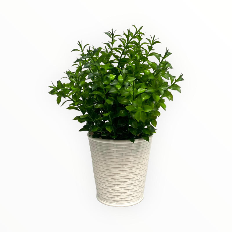 Plantas Artificiales Decorativas - Tamaño Normal / Tiesto Plástico Blanco